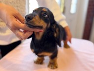 ローリー & デンゼルの子犬 ブラックタン 男の子 ミニチュア ダックスフンド