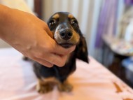 Kaninchen_Dachshund_5852