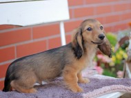 Kaninchen_Dachshund_5856