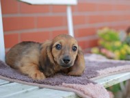 Kaninchen_Dachshund_5871