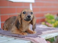 Kaninchen_Dachshund_5873