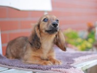 Kaninchen_Dachshund_5879