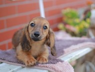 Kaninchen_Dachshund_5887