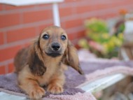 Kaninchen_Dachshund_5888