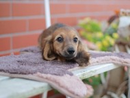 Kaninchen_Dachshund_5893