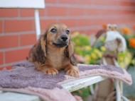 Kaninchen_Dachshund_5897