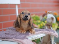 Kaninchen_Dachshund_5898