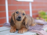 Kaninchen_Dachshund_5911 Kaninchen_Dachshund_5911