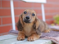 Kaninchen_Dachshund_5913