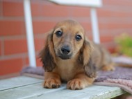 Kaninchen_Dachshund_5915