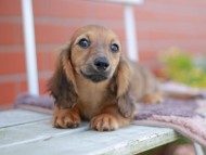 Kaninchen_Dachshund_5916