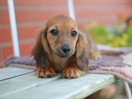 Kaninchen_Dachshund_5919