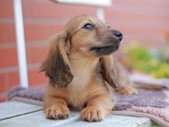 Kaninchen_Dachshund_5923
