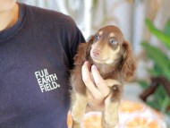 Kaninchen_Dachshund_5935 (1) Kaninchen_Dachshund_5935 (1)