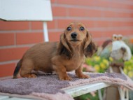 Kaninchen_Dachshund_5937 Kaninchen_Dachshund_5937