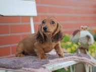 Kaninchen_Dachshund_5938