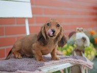 Kaninchen_Dachshund_5939 Kaninchen_Dachshund_5939