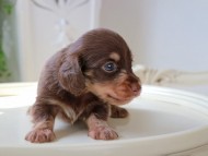 Kaninchen_Dachshund_5940 Kaninchen_Dachshund_5940