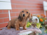 Kaninchen_Dachshund_5946