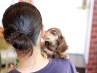 Kaninchen_Dachshund_5950 (1) Kaninchen_Dachshund_5950 (1)