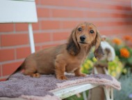 Kaninchen_Dachshund_5950