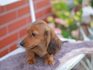 Kaninchen_Dachshund_5957