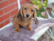 Kaninchen_Dachshund_5959 Kaninchen_Dachshund_5959