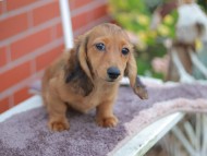 Kaninchen_Dachshund_5960