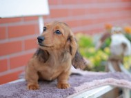 Kaninchen_Dachshund_5967