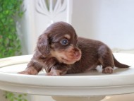 Kaninchen_Dachshund_5968 Kaninchen_Dachshund_5968