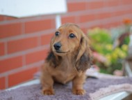 Kaninchen_Dachshund_5972