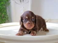 Kaninchen_Dachshund_5972 Kaninchen_Dachshund_5972