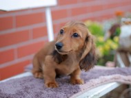 Kaninchen_Dachshund_5975