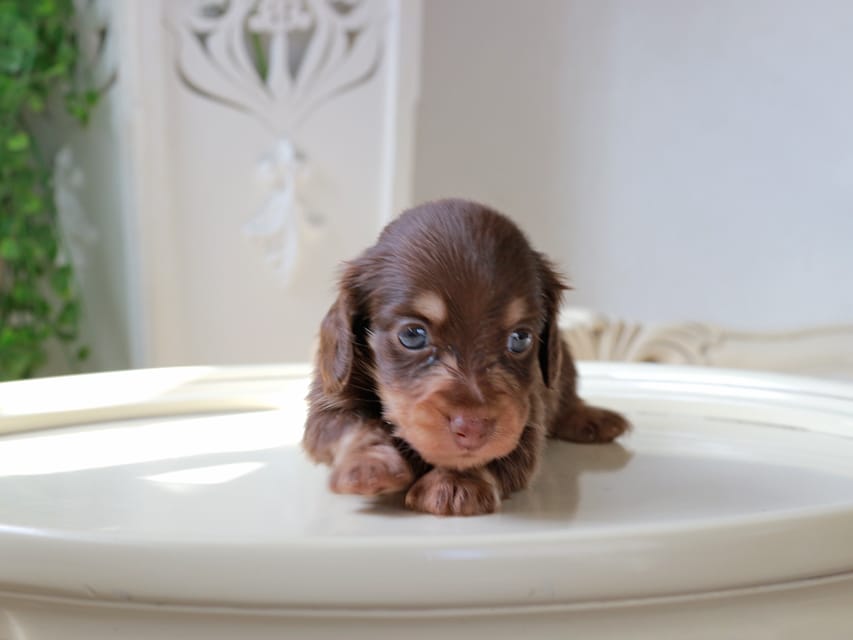 カニンヘン ダックスフンド ジェシー & スルガの子犬 チョコイエロー 男の子Kaninchen_Dachshund_5978 カニンヘンダックスフンド ジェシー & スルガの子犬 チョコイエロー 男の子
