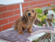 Kaninchen_Dachshund_5989