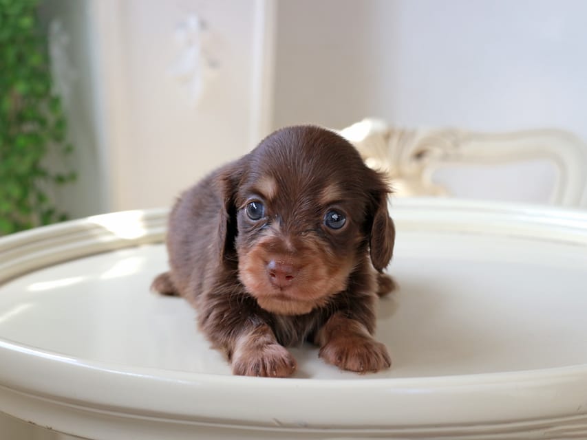 カニンヘン ダックスフンド ジェシー & スルガの子犬 チョコイエロー 男の子Kaninchen_Dachshund_5989 カニンヘンダックスフンド ジェシー & スルガの子犬 チョコイエロー 男の子