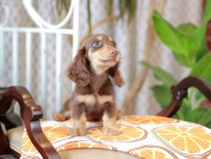 Kaninchen_Dachshund_5990 (1) Kaninchen_Dachshund_5990 (1)