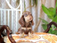 Kaninchen_Dachshund_5991