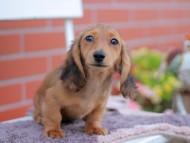 Kaninchen_Dachshund_5998 Kaninchen_Dachshund_5998