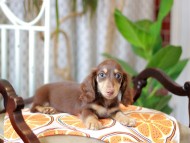 Kaninchen_Dachshund_6001 (1) Kaninchen_Dachshund_6001 (1)