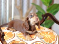 Kaninchen_Dachshund_6005 (1)