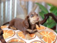 Kaninchen_Dachshund_6011