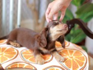 Kaninchen_Dachshund_6015