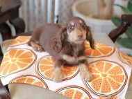 Kaninchen_Dachshund_6019