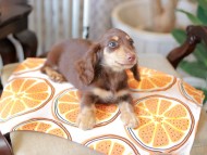Kaninchen_Dachshund_6022