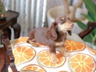 Kaninchen_Dachshund_6023