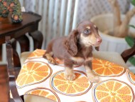 Kaninchen_Dachshund_6025 Kaninchen_Dachshund_6025