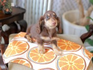Kaninchen_Dachshund_6027