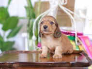 Kaninchen_Dachshund_6040