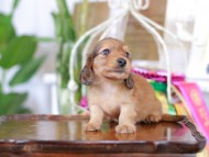 Kaninchen_Dachshund_6041 Kaninchen_Dachshund_6041